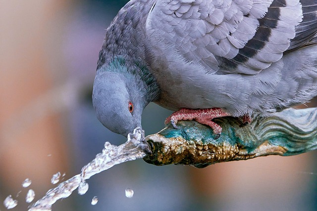 wildlife-640x480-19096364.jpeg