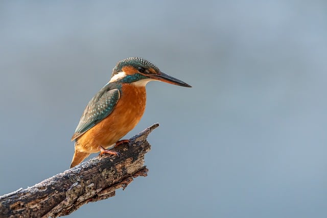 wildlife