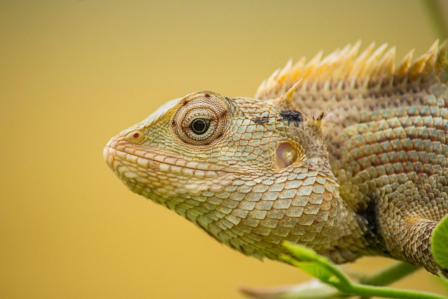 wildlife-640x480-28250470.jpeg