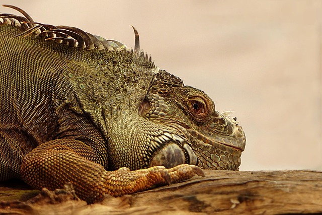 wildlife-640x480-29307718.jpeg