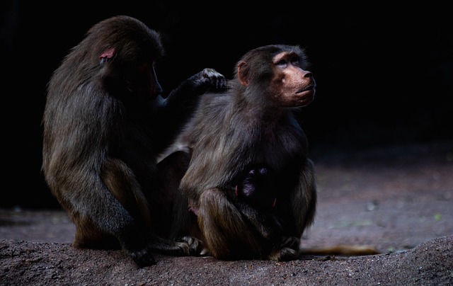 wildlife-640x480-34463654.jpeg