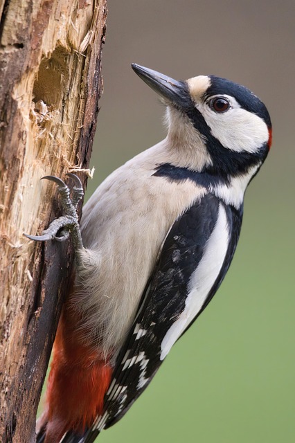 wildlife