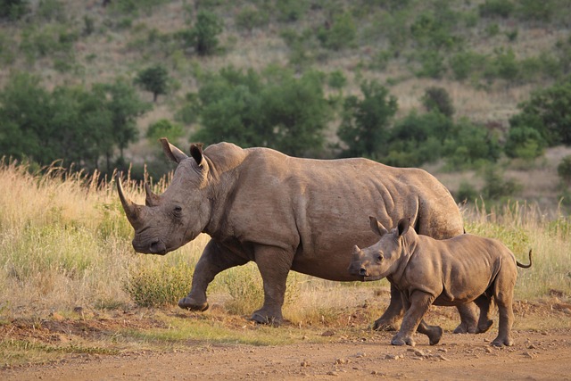 wildlife