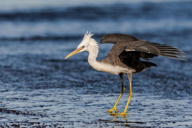 wildlife-640x480-49180405.jpeg
