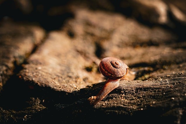 wildlife