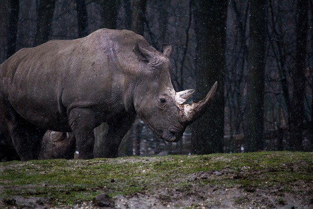 wildlife