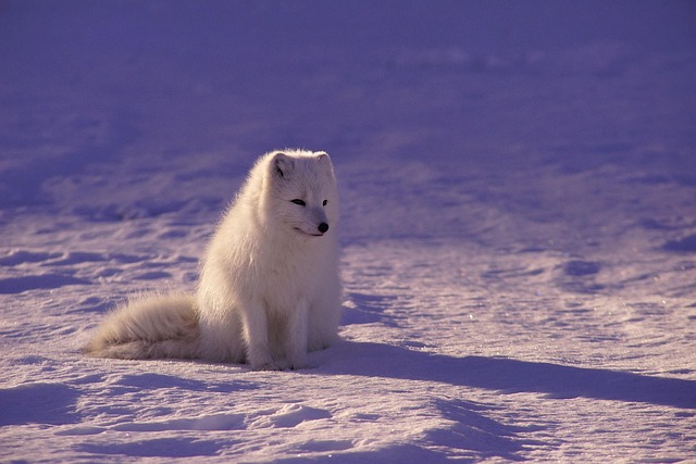 wildlife