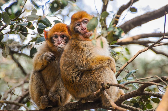 wildlife