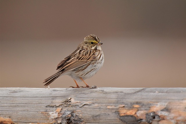 wildlife-640x480-6215397.jpeg