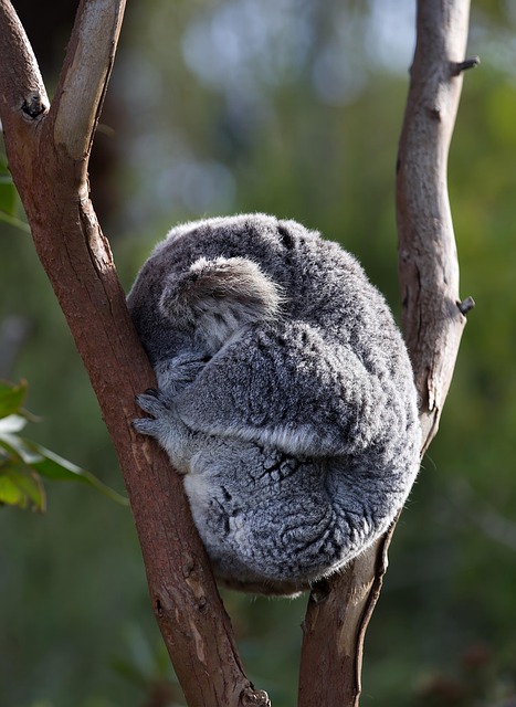 wildlife