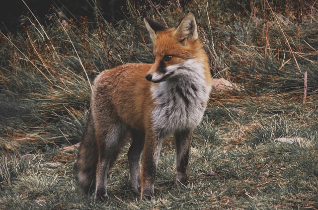 wildlife-640x480-76457997.jpeg