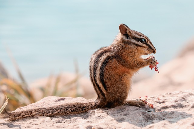 wildlife