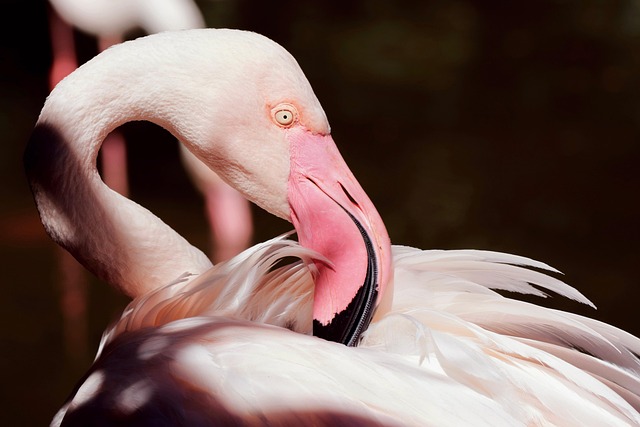 wildlife
