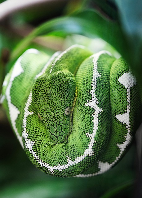 wildlife