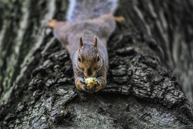 wildlife-640x480-81622637.jpeg
