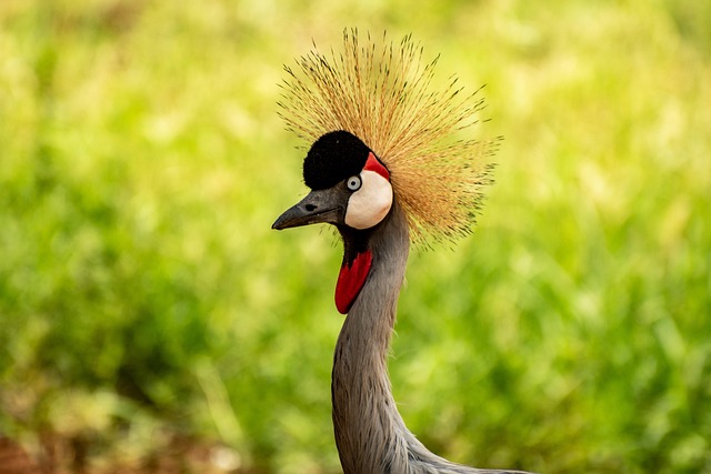 wildlife-640x480-95381140.jpeg