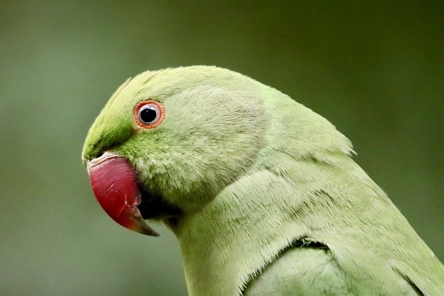 wildlife