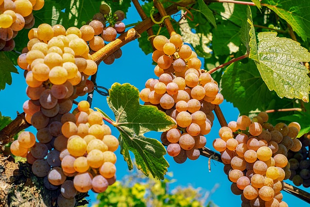 wine