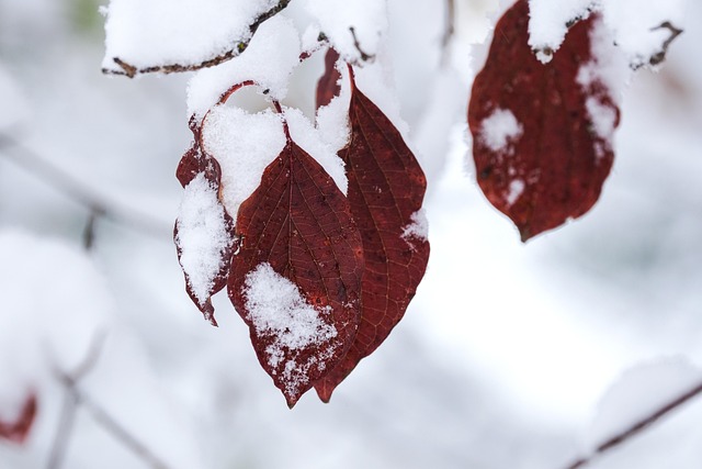 winter