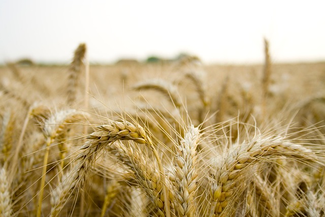 agriculture-640x480-2139334.jpeg