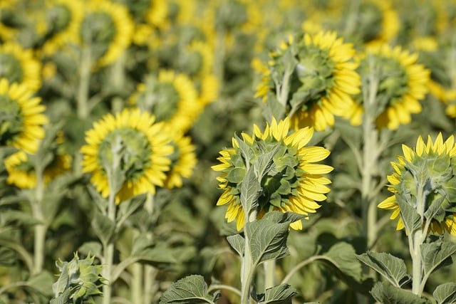 agriculture