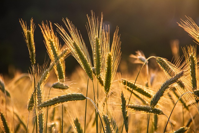 agriculture