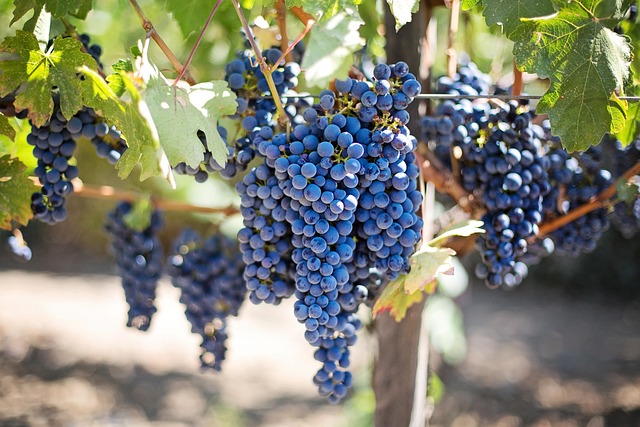agriculture-640x480-73895905.jpeg