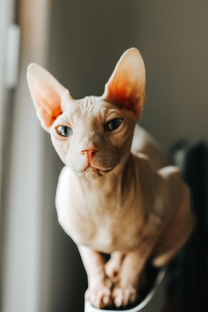 alert