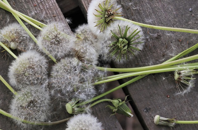 allergy