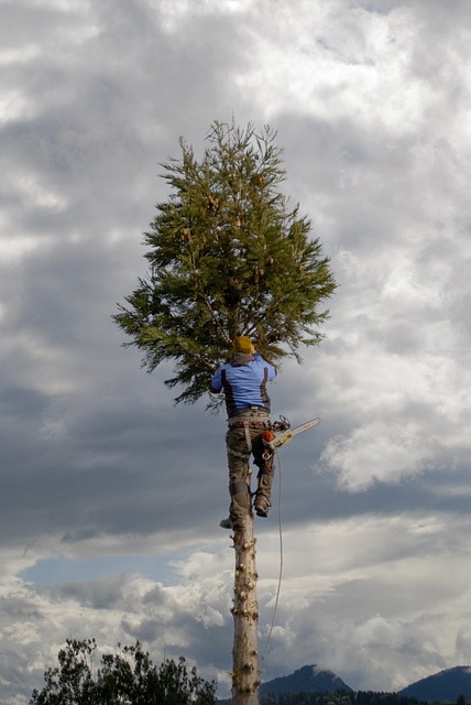 arborist-eugene-oregon-640x480-65485644.jpeg