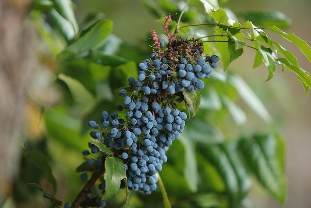 Arborist Eugene Oregon: Nurturing Your Property’s Green Legacy