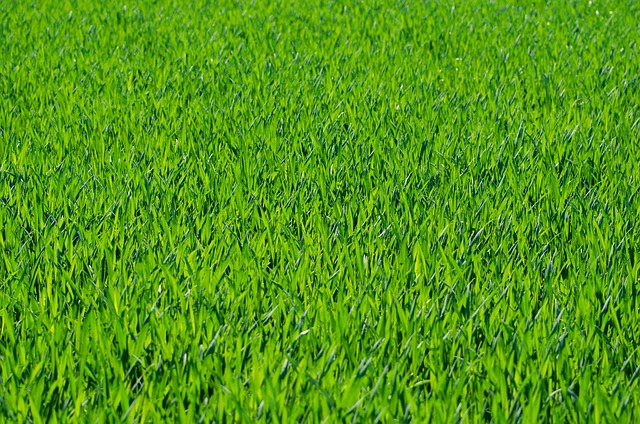 Artificial Grass Installation Eugene Oregon