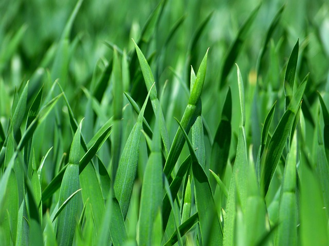 Artificial Grass Installation Eugene Oregon