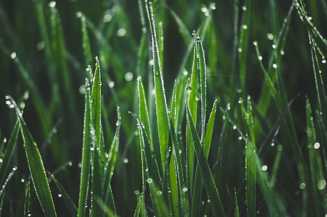 artificial-grass-installation-eugene-ore-640x480-67650307.jpeg