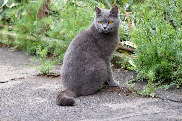 Asphalt Shingle