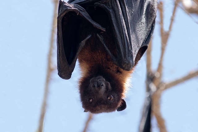 bat-640x480-44991352.jpeg