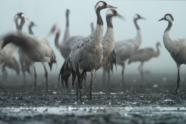 birds