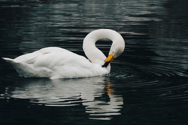 Discover Lane County’s Avian Wonders: Ultimate Birding Tours