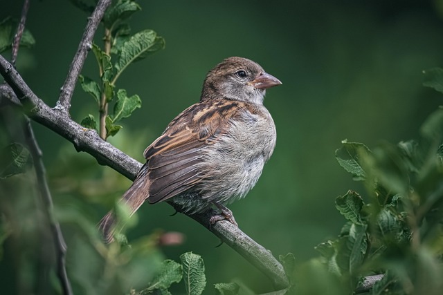 birds