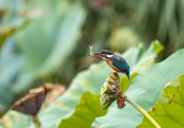 birds