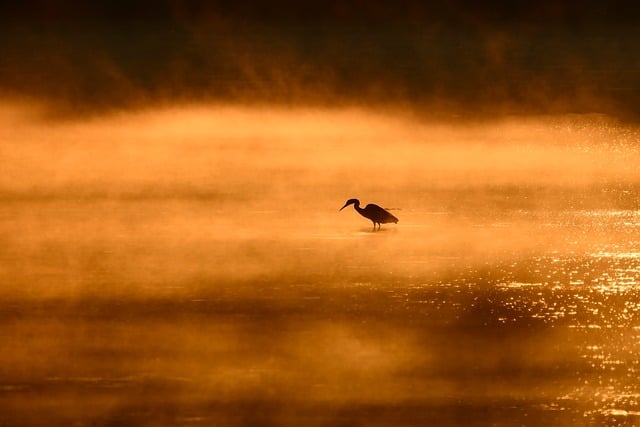 birds-640x480-47182940.jpeg