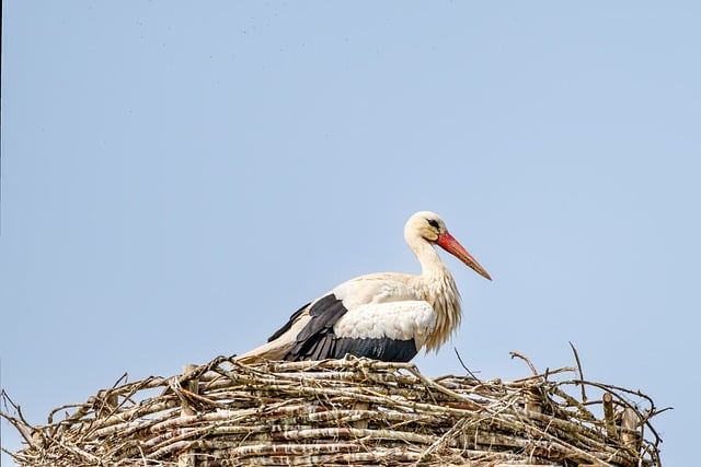 birds