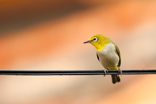 birds