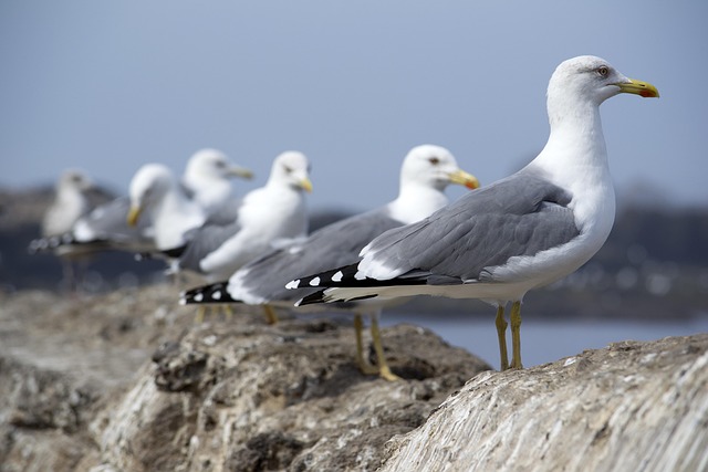 birds