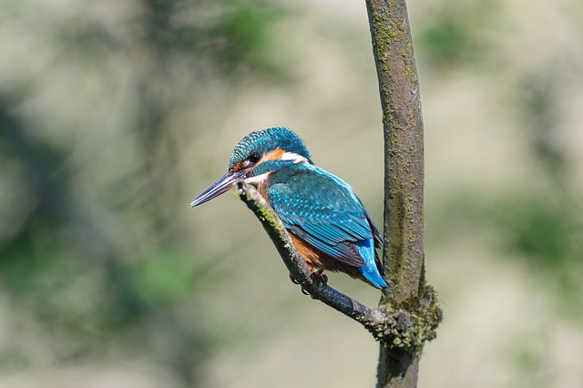 birds