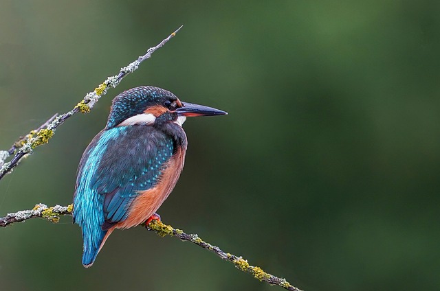 birds