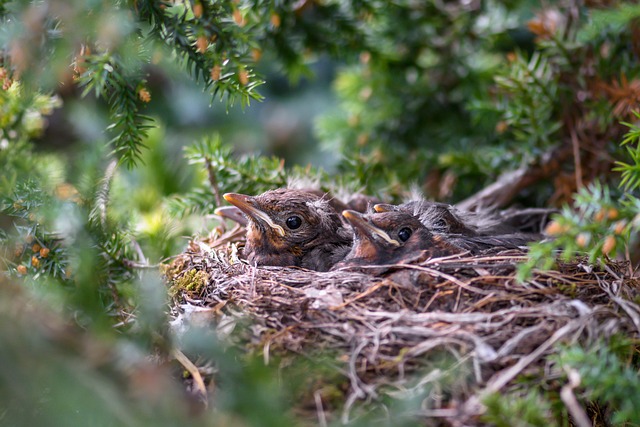 birds-640x480-98078343.jpeg