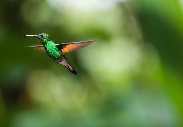 birdwatching