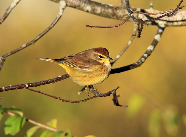 birdwatching