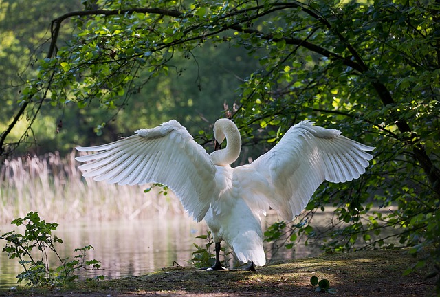 birdwatching